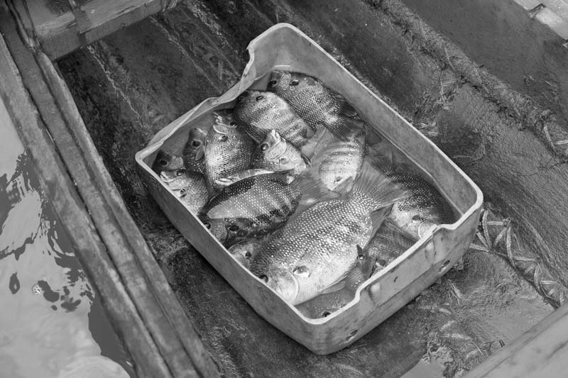 Livelihoods below the Sea Level in Kuttanad, Alappuzha district, Kerala - catch of Karimeen from Vambanad Lake